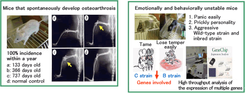 Fundamental research on mouse models that spontaneously develop diseases