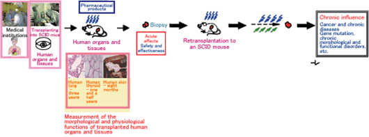 Development of technology to directly evaluate the influence of pharmaceutical products on the human body using human organs