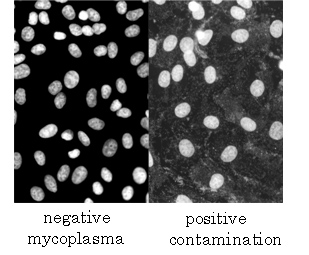 Quality control of cells