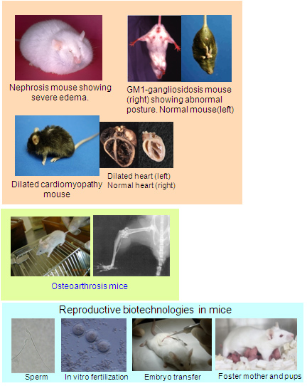 Development of animal models for human diseases and related technologies