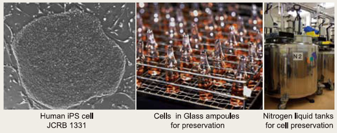 Laboratory of Cell Cultures