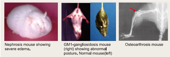 Laboratory of Animal Models for Human Diseases