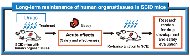 Laboratory of Animal Models for Human Diseases