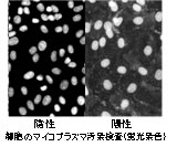 II．細胞の品質管理・機能評価法の開発