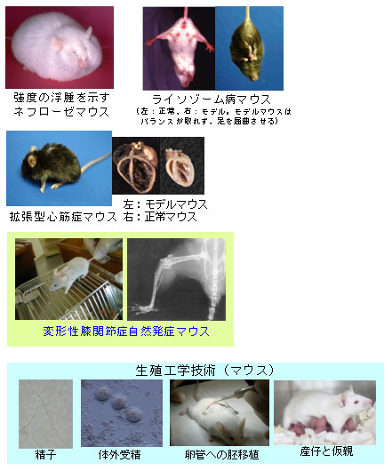 I．難病・疾患モデル小動物の開発、系統維持、保存、供給および関連技術の開発