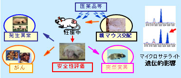 II．高感度安全性評価系マウスの開発と応用