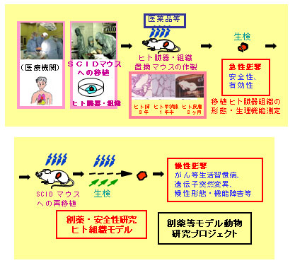 III．ヒト疾患臓器組織の長期維持による創薬・安全性研究 