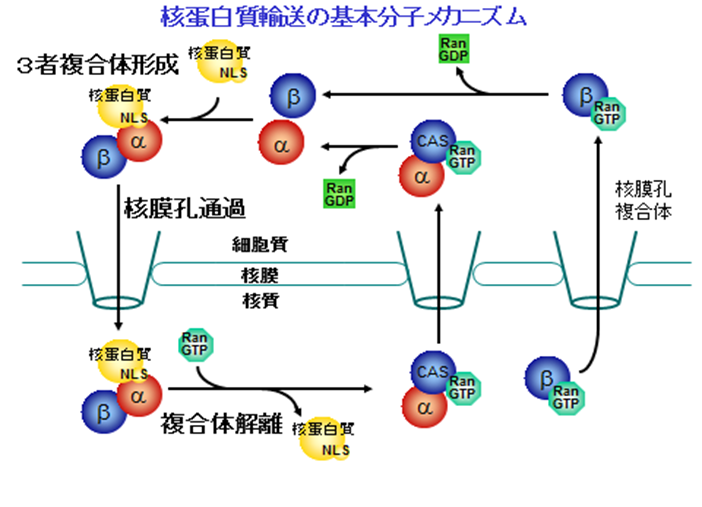 図１