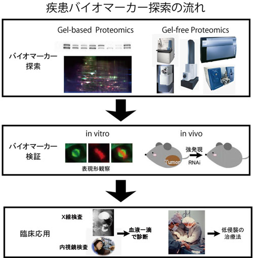 疾患バイオマーカー探索の流れ