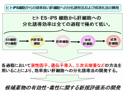 ヒト iPS 細胞からの効率良い肝細胞への分化誘導法および成熟化法の開発