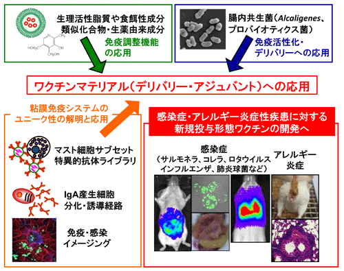 ワクチンアジュバントの開発研究